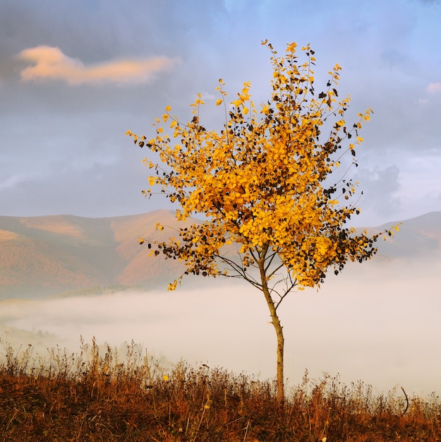 foggy morning in the autumn Carpathians