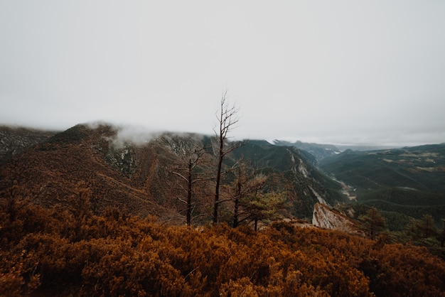 Foggy morning in a autumn forest