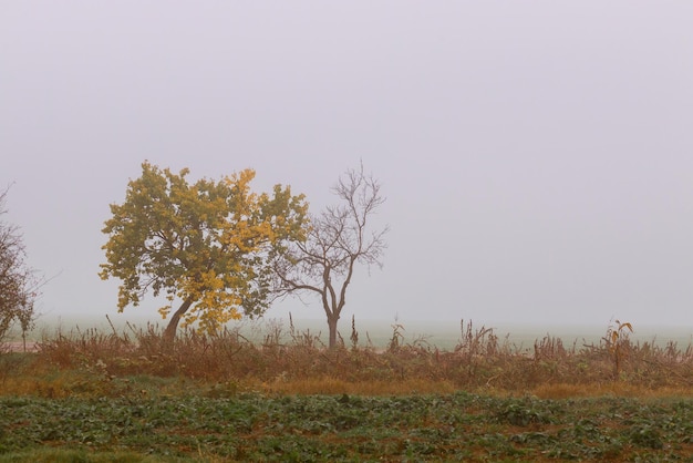 Mattinata nebbiosa nella foresta in autunno
