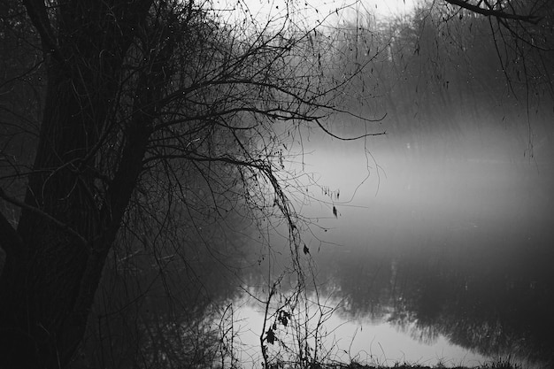 Foggy morning at lake landscape photo