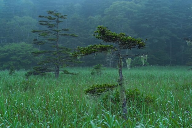 美しく発育を妨げられた松のある霧の朝の風景