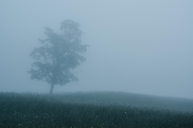 Туманный утренний пейзаж с одним деревом в минималистичном стиле