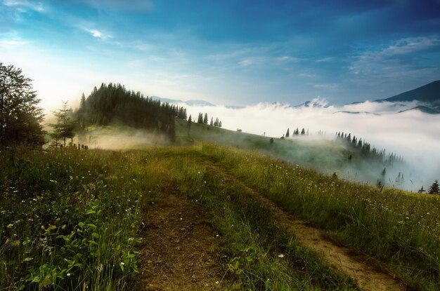 Foggy morning landscape