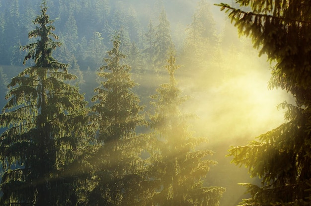 Foggy morning landscape