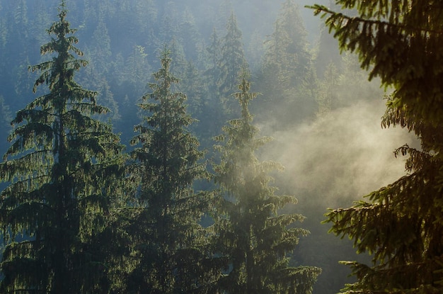 Foggy morning landscape