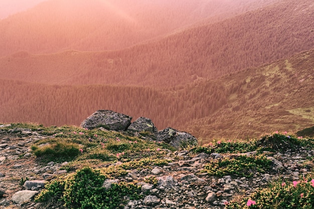 Paesaggio mattutino nebbioso