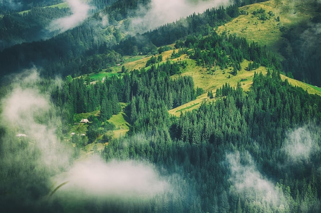 Foggy morning landscape