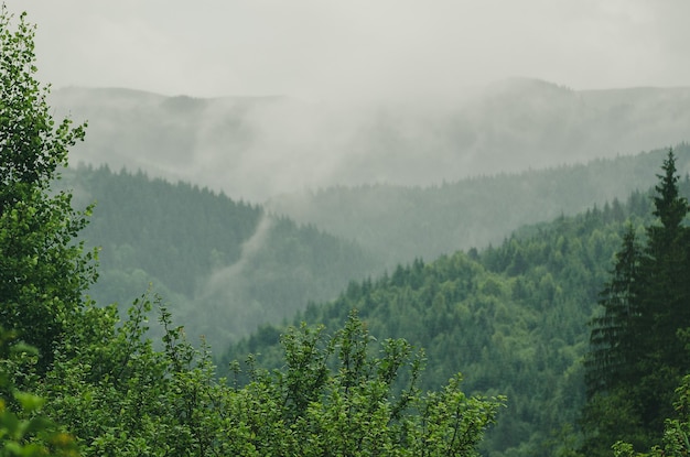 霧の朝の風景