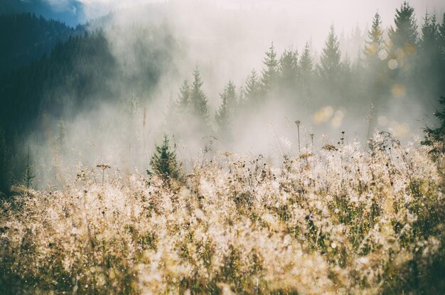 Foggy morning landscape