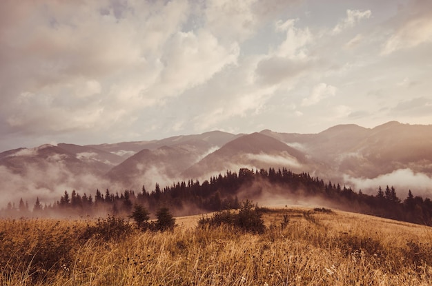 Foggy morning landscape