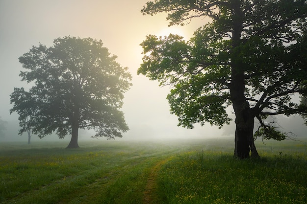 Photo foggy morning at a meadow with oaks