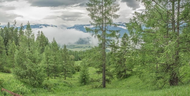 Foggy morning in the mountains cloudy weather summer travel panoramic