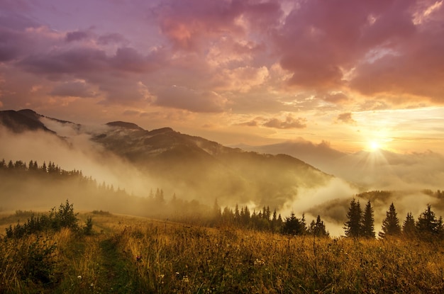 Туманный утренний блестящий летний пейзаж с туманным золотым лугом и сияющим солнцем