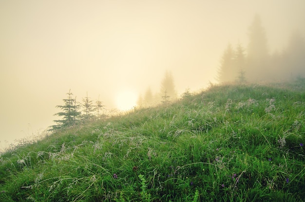 Foggy morning summer fairy landscape with fir trees sun shining and copy space