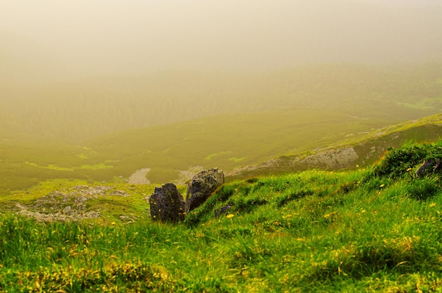 Foggy morning summer fairy landscape with green grass rocks and copy space