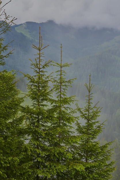 Foggy morning summer landscape with fir trees