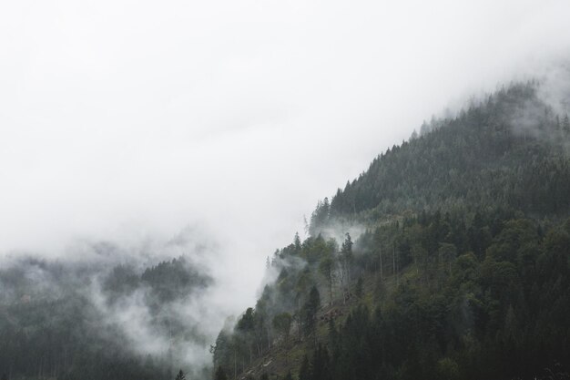 Foto foresta di montagna nebbiosa