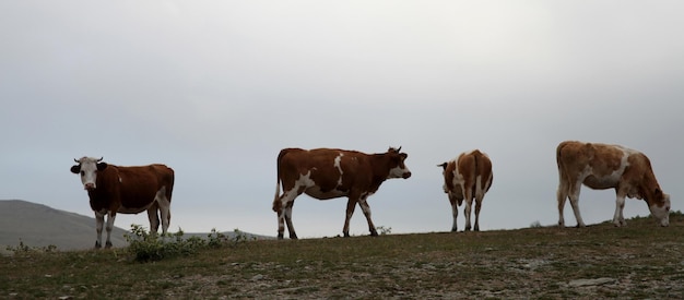 Туманная гора и пасущиеся коровы