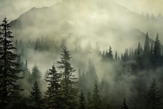 Foggy Mountains and Trees