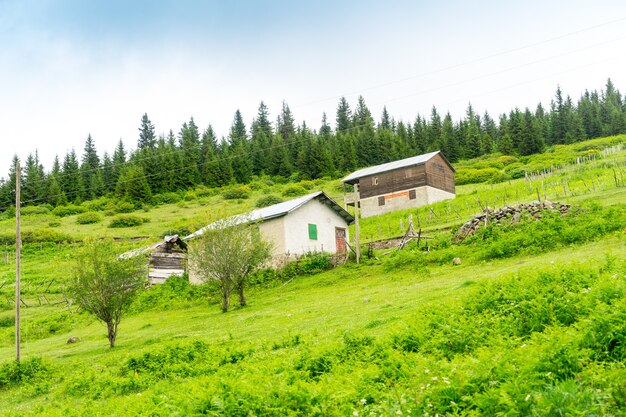 Photo foggy plateau highland with giresun - turkey