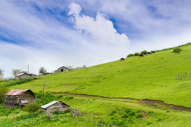 Altopiano nebbioso altopiano con giresun - turchia