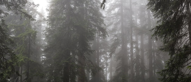 雨の日の霧の熱帯雨林