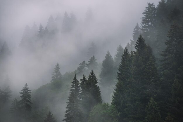 Туманный и дождливый день в горном еловом лесу