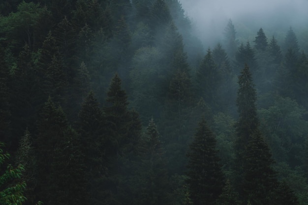 Foggy and rainy day in the mountain spruce forest