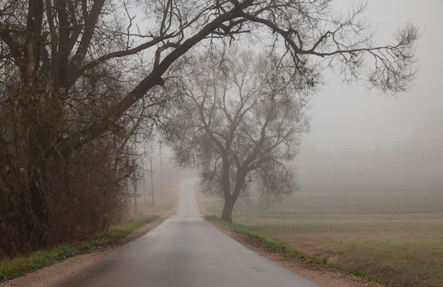 Foggy road in early autumn in the morning