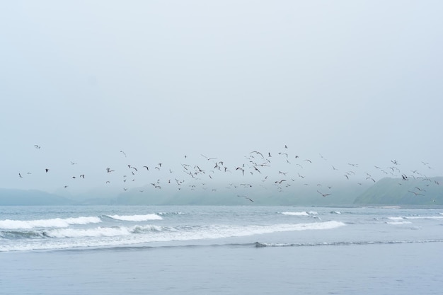 空飛ぶ海鳥の群れと霧の海の冷たい海の海岸