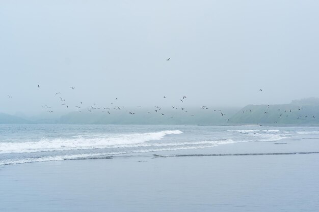 Foggy seascape cold ocean shore with a flock of flying seabirds