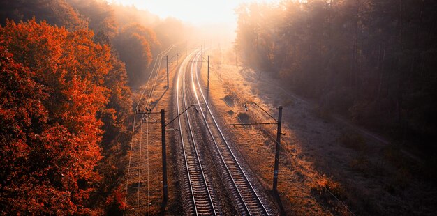 Foto serenità nebbiosa all'alba tranquilla lungo la ferrovia della foresta