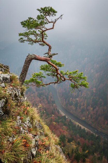 Foggy Sokolica peak in Pieniny mountains at sunrise in autumn