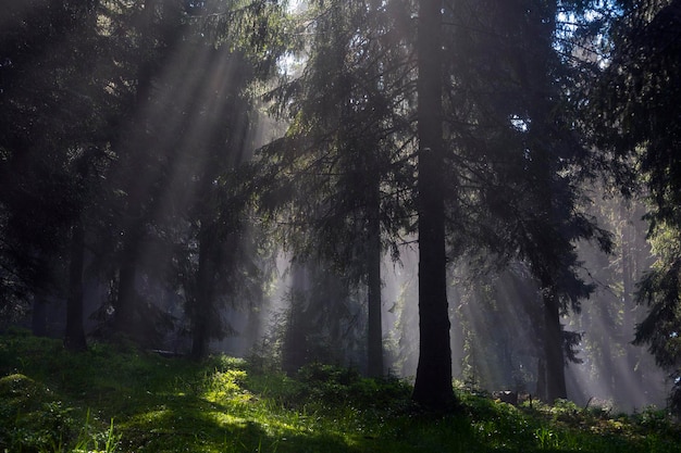 Foggy summer forest backlight with sun creating fantastic scenery Carpathians mountains Ukraine