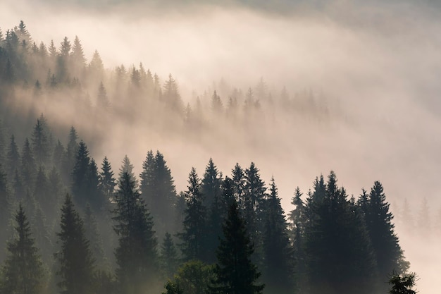 Foggy sunrise in a mountain forest Beautiful Autumn Landscape