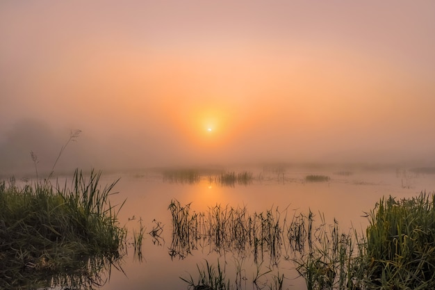 Foto alba nebbiosa in un campo estivo