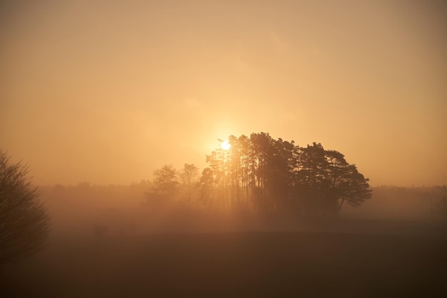 Foggy sunset in the field Amazing nature landscape during a misty sunrise morning Sunbeams lights through the trees