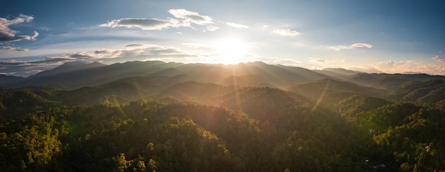 Foggy sunset in the forest in summer