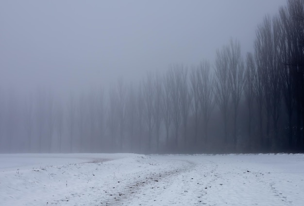 Foggy winter landscape with trees