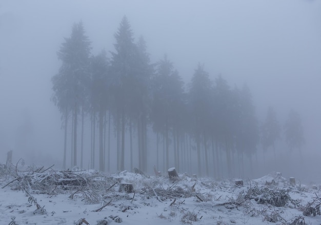 Foggy winter morning in a snowy forest