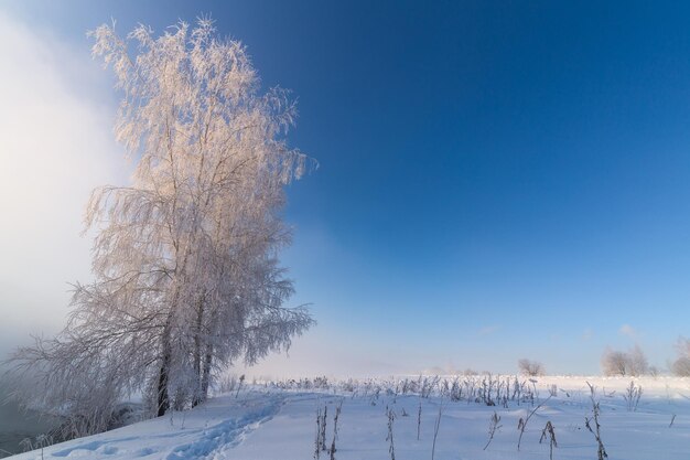 Nebbioso lungofiume invernale al mattino con il sole splende dietro il gelido telaio orizzontale dell'albero di betulla