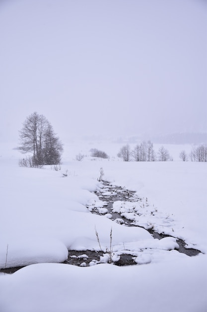 Foggy winter