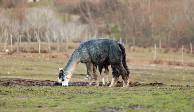 Fokken van alpaca's in toscane.