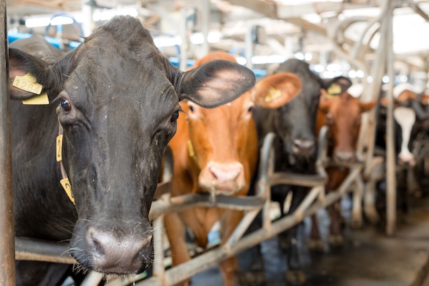 Fokken van vee op een veehouderij.