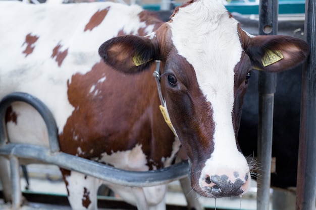 Fokken van vee op een veehouderij.