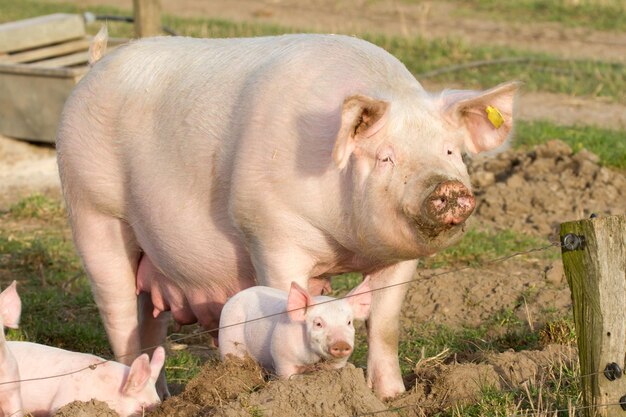 Fokzeug met haar biggen op een buitenboerderij