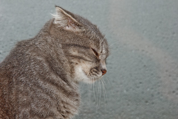 Fold Scottish cat sitting on the windowsill 