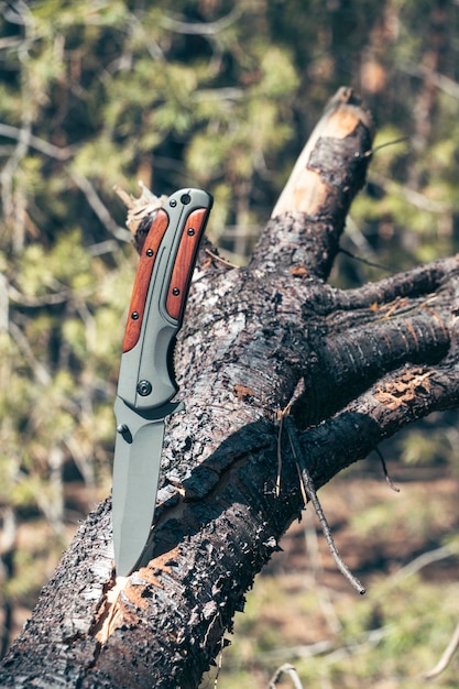 Photo folding knife for survival is stuck in trunk fallen tree against background forest