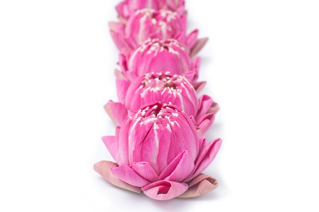 folding lotus thai style isolated on white background 