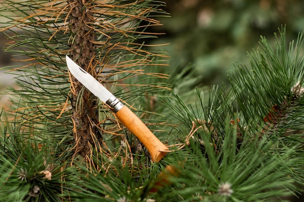 Foto coltello da tasca pieghevole con manico in legno di faggio vista frontale